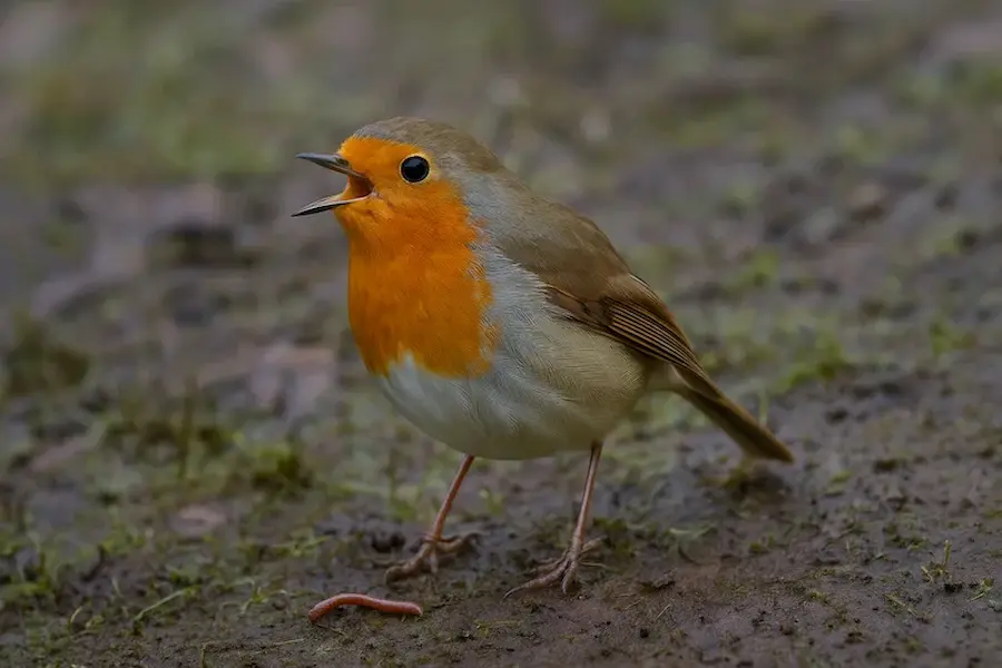 robin-redbreast-looking-for-food